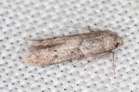 Blastobasis