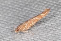 Pyroderces argyrogrammos