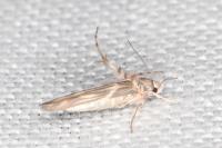 Palumbina guerinii