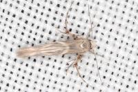 Palumbina guerinii