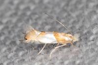 Phyllonorycter roboris