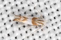 Phyllonorycter roboris