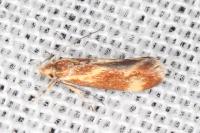 Metalampra