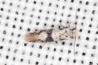 Infurcitinea atrifasciella