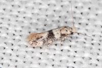 Infurcitinea atrifasciella