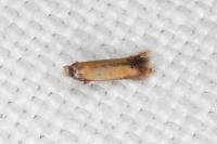 Coptotriche marginea