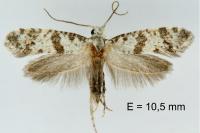 Scythropia crataegella