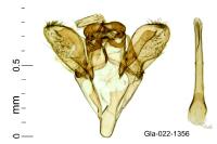 Scythropia crataegella