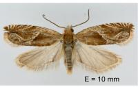 Ancylis comptana