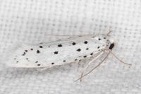 Yponomeuta