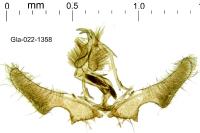 Ancylis comptana