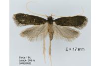 Homaloxestis briantiella