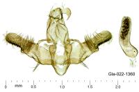 Homaloxestis briantiella