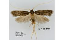 Homaloxestis briantiella