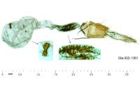 Homaloxestis briantiella