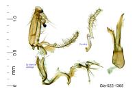 Aproaerema patruella
