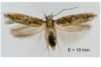 Scrobipalpa artemisiella