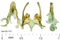 Scrobipalpa artemisiella