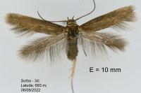 Scythris terrenella