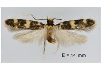 Oegoconia uralskella uralskella