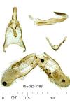 Oegoconia uralskella uralskella