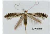 Parornix torquillella