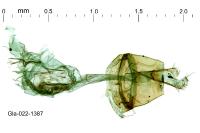 Parornix torquillella