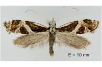 Eidophasia hufnagelii