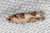 Crocidosema plebejana