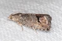 Cydia splendana