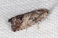 Cydia splendana
