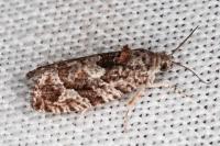 Eudemis profundana