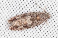 Eudemis profundana