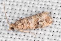 Lobesia botrana
