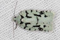 Acleris literana