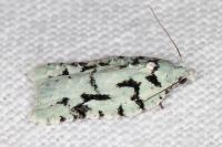 Acleris literana