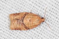 Clepsis consimilana