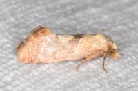 Cochylis