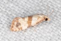Phalonidia contractana