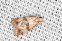 Phalonidia contractana