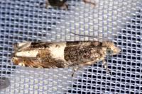 Epinotia demarniana