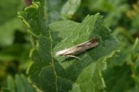 Isophrictis