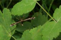 Amblyptilia