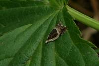 Ancylis badiana