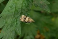 Celypha lacunana