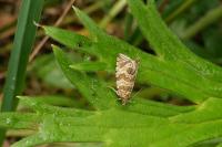 Celypha rivulana