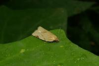 Paramesia gnomana