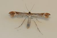 Marasmarcha lunaedactyla