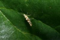 Argyresthia goedartella