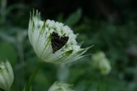 Anthophila fabriciana